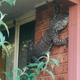 Illustration for article titled Big Ass Lizard.